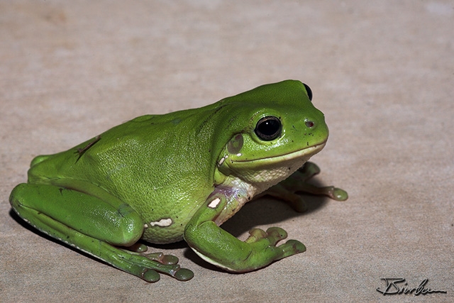 IMG_7734-01- Green Tree Frog (Litoria caerulea).jpg - Treefrog